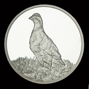 2006 (Estimated) Texas Silver Dollar – Quail Prototype obverse